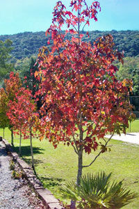 Chale Dos Platanos Hotel Gramado Bagian luar foto