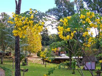 Chale Dos Platanos Hotel Gramado Bagian luar foto